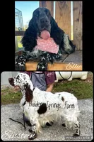 London , a male English Springer Spaniel for sale in Winchester, KY – 2 of 2