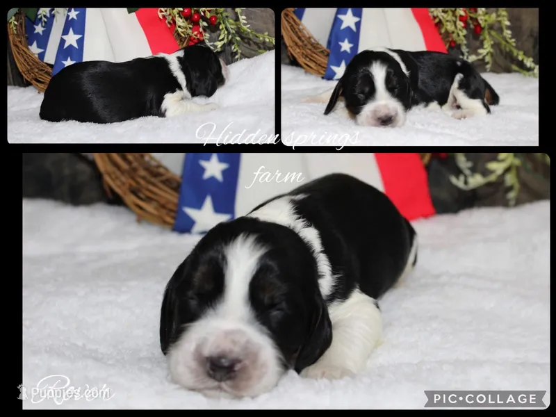 Rover – English Springer Spaniel puppy for sale in Winchester, KY