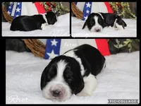 Rover, a male English Springer Spaniel for sale in Winchester, KY – 1 of 1