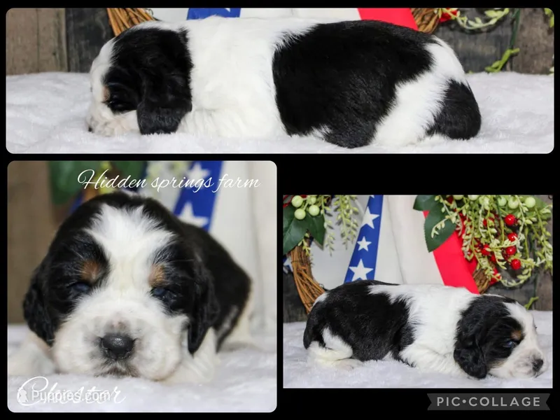 Chester  – English Springer Spaniel puppy for sale in Winchester, KY