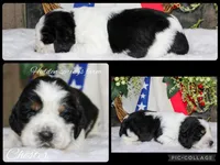 Chester , a male English Springer Spaniel for sale in Winchester, KY – 1 of 1