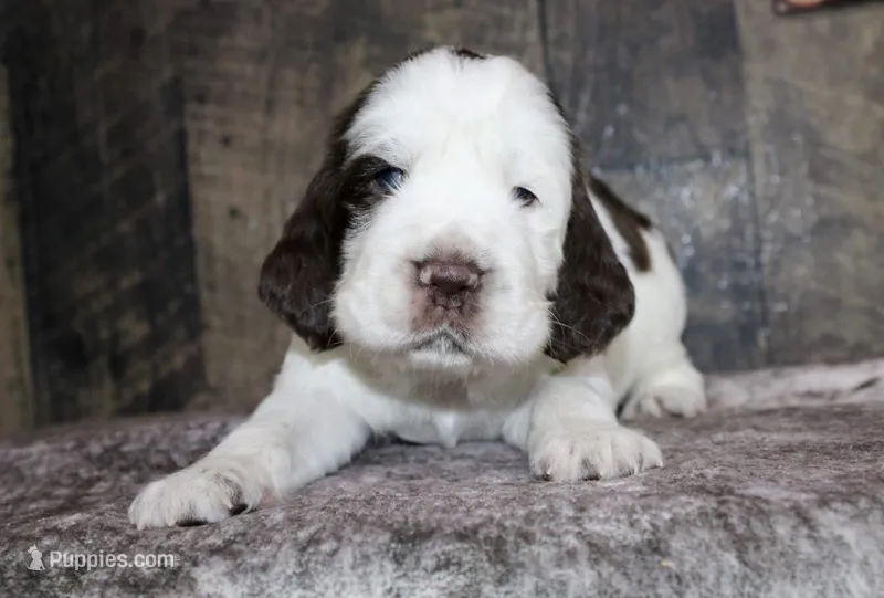 Houdini  – English Springer Spaniel puppy for sale in Winchester, KY