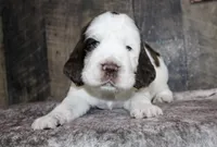 Houdini , a male English Springer Spaniel for sale in Winchester, KY – 1 of 4