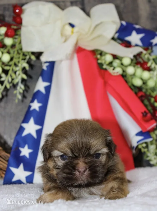 Bowie  – Shih Tzu puppy for sale in Winchester, KY