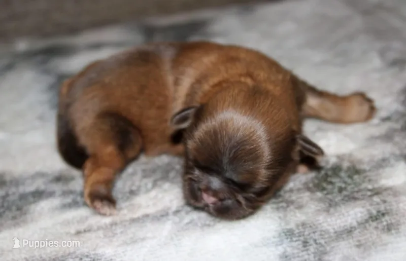 Bowie  – Shih Tzu puppy for sale in Winchester, KY