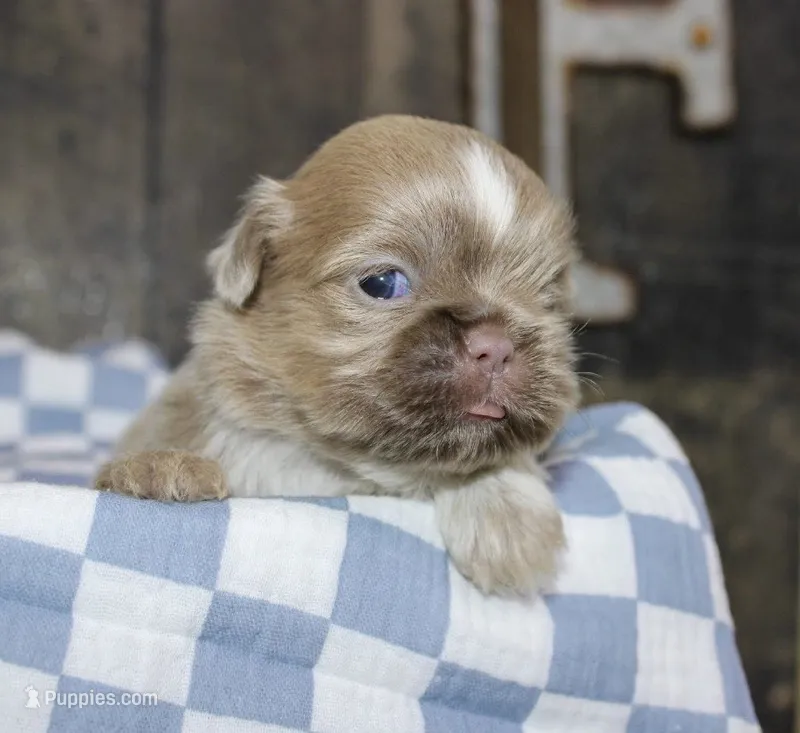 Wisteria  – Shih Tzu puppy for sale in Winchester, KY