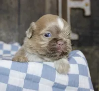 Wisteria , a female Shih Tzu for sale in Winchester, KY – 1 of 4