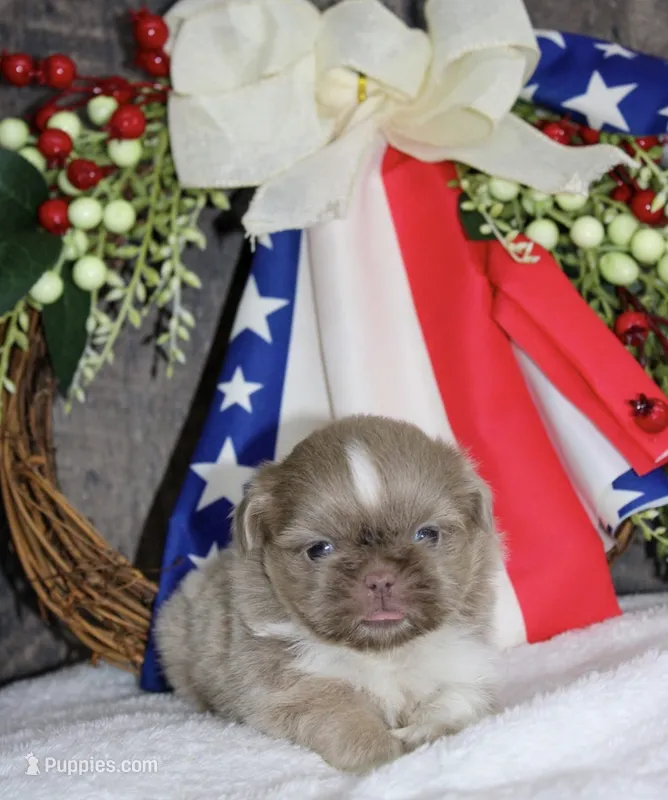Wisteria  – Shih Tzu puppy for sale in Winchester, KY