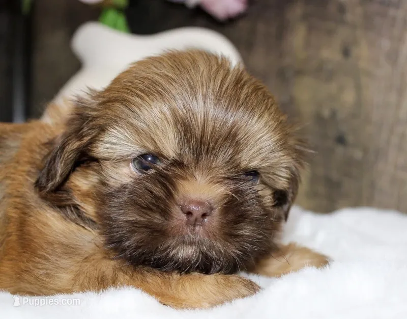 Bowie  – Shih Tzu puppy for sale in Winchester, KY