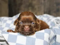 Owen, a male Shih Tzu for sale in Winchester, KY – 2 of 5