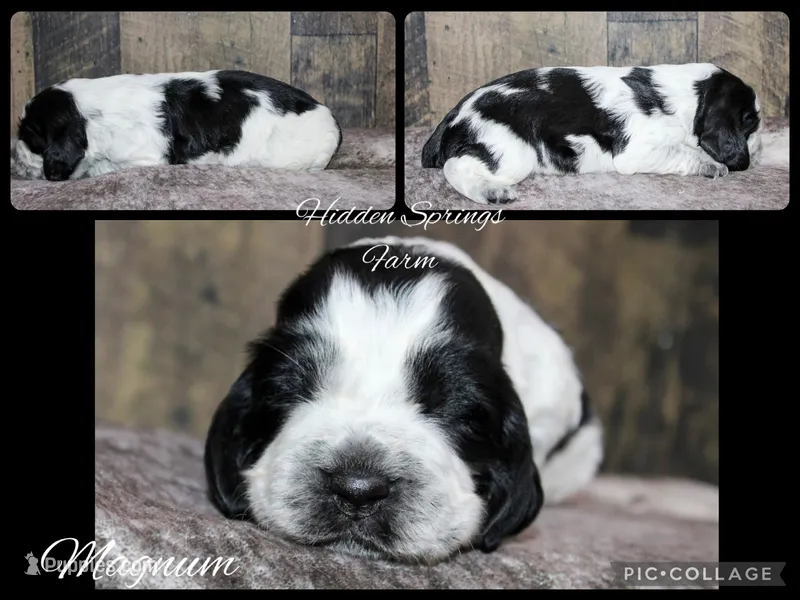 Magnum  – English Springer Spaniel puppy for sale in Winchester, KY