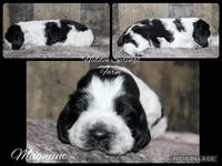 Magnum , a male English Springer Spaniel for sale in Winchester, KY – 1 of 2