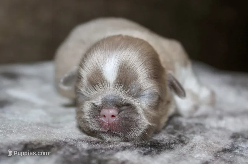 Wisteria  – Shih Tzu puppy for sale in Winchester, KY