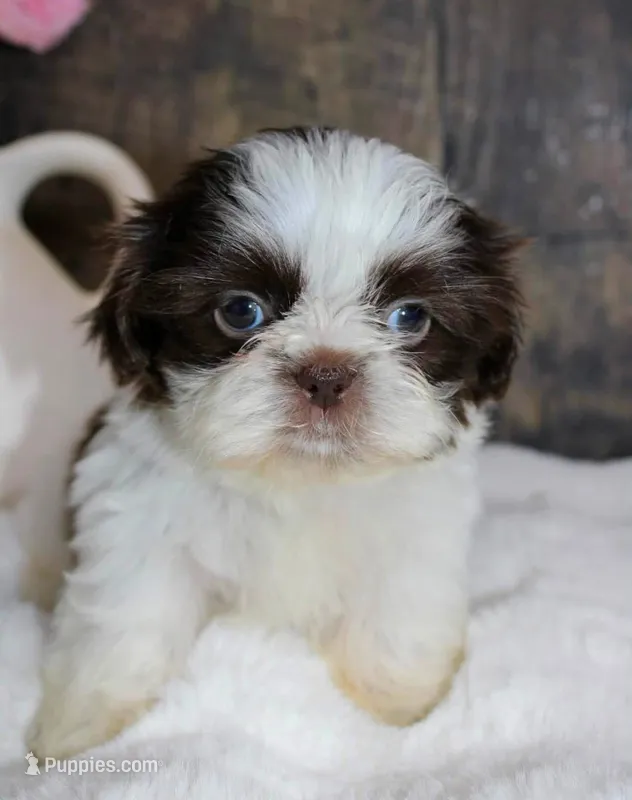 Paddington  – Shih Tzu puppy for sale in Winchester, KY