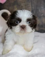 Paddington , a male Shih Tzu for sale in Winchester, KY – 1 of 1