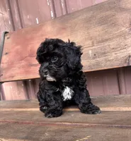 Lucy, a female Poodle - Miniature  and Mal Shi for sale in Millersburg, IN – 2 of 9