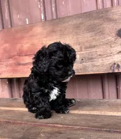 Lucy, a female Poodle - Miniature  and Mal Shi for sale in Millersburg, IN – 4 of 9