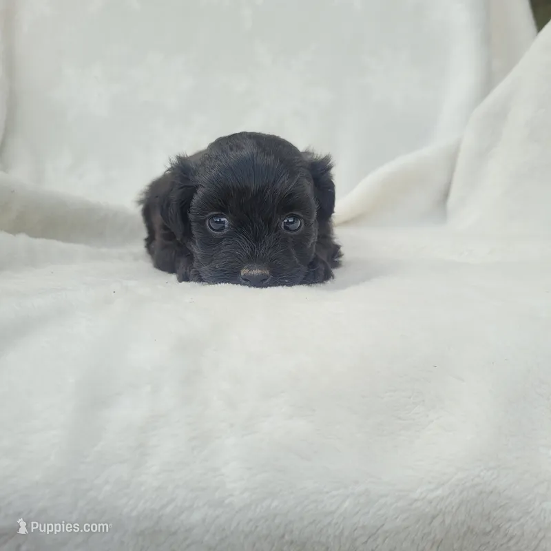 Reya – Havapoo puppy for sale in Millersburg, IN