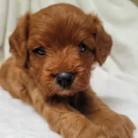 Bella, a female Cavapoo for sale in Millersburg, IN – 3 of 6
