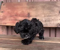 Lucy, a female Poodle - Miniature  and Mal Shi for sale in Millersburg, IN – 8 of 9