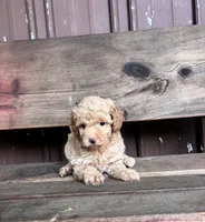 Lucy, a female Goldendoodle for sale in Millersburg, IN – 2 of 4