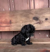 Lucy, a female Poodle - Miniature  and Mal Shi for sale in Millersburg, IN – 6 of 9