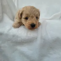 Max, a male Havapoo for sale in Millersburg, IN – 3 of 8