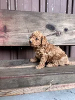 Max, a male Goldendoodle for sale in Millersburg, IN – 2 of 5