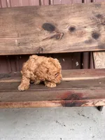 Max, a male Goldendoodle for sale in Millersburg, IN – 3 of 5