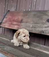 Dawn, a female Goldendoodle for sale in Millersburg, IN – 3 of 4