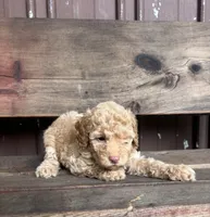 Dawn, a female Goldendoodle for sale in Millersburg, IN – 1 of 4