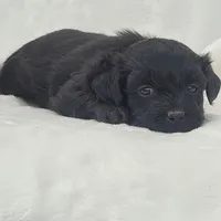 Reya, a female Havapoo for sale in Millersburg, IN – 4 of 7