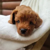 Bella, a female Cavapoo for sale in Millersburg, IN – 6 of 6