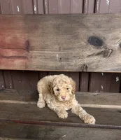 Dawn, a female Goldendoodle for sale in Millersburg, IN – 4 of 4