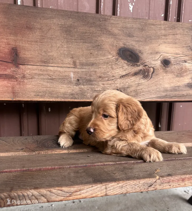 Tucker – Goldendoodle puppy for sale in Millersburg, IN