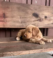 Tucker, a male Goldendoodle for sale in Millersburg, IN – 1 of 4