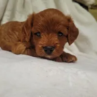 Bella, a female Cavapoo for sale in Millersburg, IN – 4 of 6