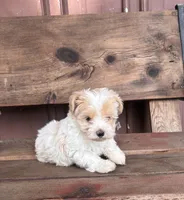 Lilly, a female Poodle - Miniature  and Mal Shi for sale in Millersburg, IN – 5 of 7