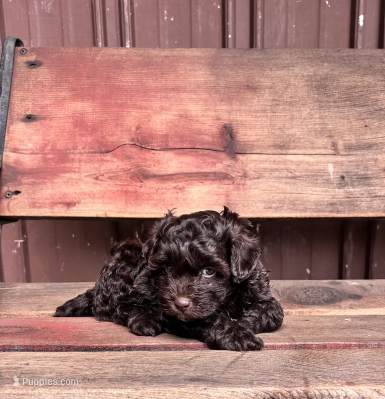 Tucker – Shihpoo puppy for sale in Millersburg, IN