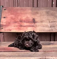 Tucker, a male Shihpoo for sale in Millersburg, IN – 2 of 4