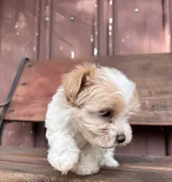Lilly, a female Poodle - Miniature  and Mal Shi for sale in Millersburg, IN – 7 of 7