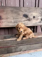 Max, a male Goldendoodle for sale in Millersburg, IN – 5 of 5