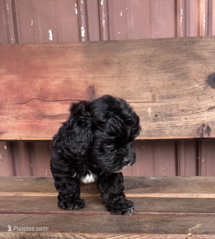 Lucy – Poodle - Miniature , Mal Shi puppy for sale in Millersburg, IN