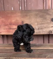 Lucy, a female Poodle - Miniature  and Mal Shi for sale in Millersburg, IN – 1 of 9
