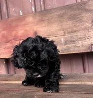 Lucy, a female Poodle - Miniature  and Mal Shi for sale in Millersburg, IN – 5 of 9