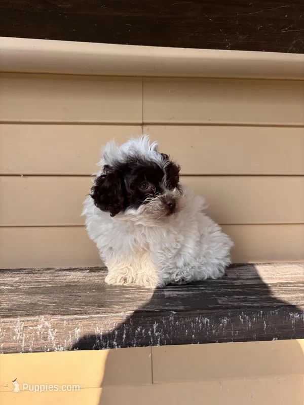 Theo – Shihpoo puppy for sale in Millersburg, IN
