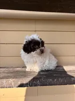 Theo, a male Shihpoo for sale in Millersburg, IN – 1 of 4