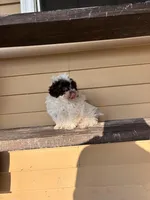 Theo, a male Shihpoo for sale in Millersburg, IN – 4 of 4