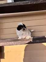 Theo, a male Shihpoo for sale in Millersburg, IN – 2 of 4