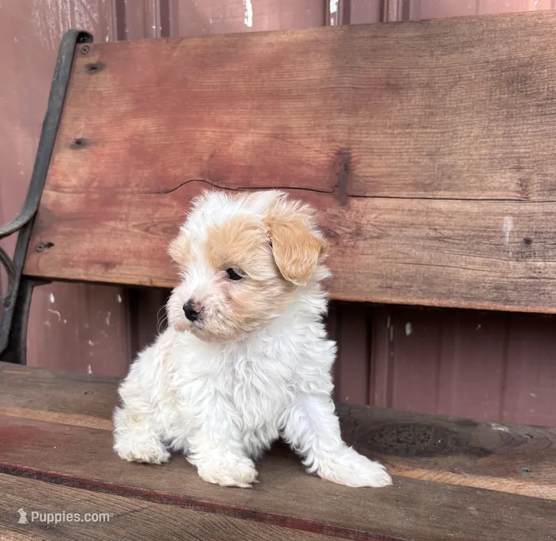Lilly – Poodle - Miniature , Mal Shi puppy for sale in Millersburg, IN